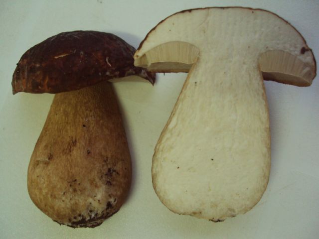 Due funghi da determinare
